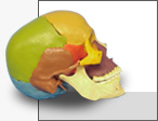 Ciruga Maxilofacial